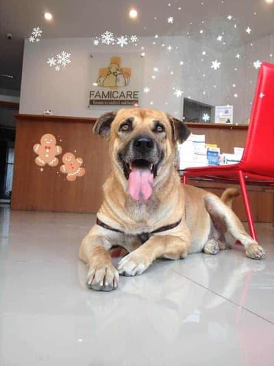 Famicare Pet Hospital (โรงพยาบาลสัตว์ แฟมิแคร์) 3