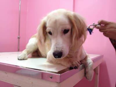 Thaphra Animal Hospital (โรงพยาบาลสัตว์ท่าพระ) 2