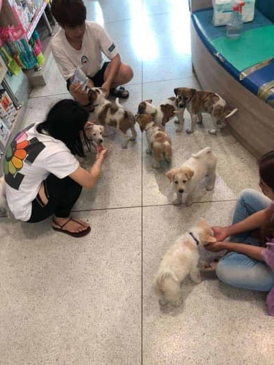 โรงพยาบาลสัตว์พระราม 3 (Rama III Animal Hospital) 6