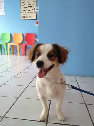 Thaphra Animal Hospital (โรงพยาบาลสัตว์ท่าพระ) 3