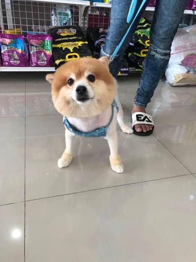 โรงพยาบาลสัตว์ลาดปลาดุก LPD Pet Hospital 2