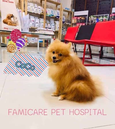 Famicare Pet Hospital (โรงพยาบาลสัตว์ แฟมิแคร์) 4