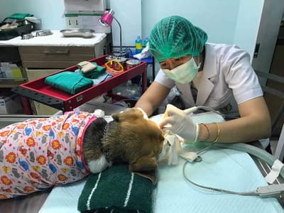 โรงพยาบาลสัตว์ลาดปลาดุก LPD Pet Hospital 3