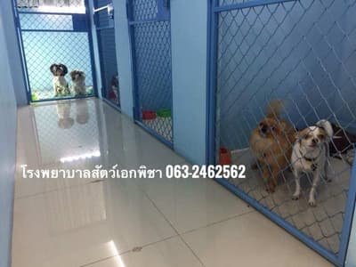 โรงพยาบาลสัตว์เอกพิชา (Eakpicha Pet Hotpital) 2