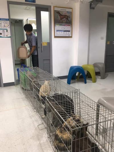 โรงพยาบาลสัตว์สยามเพ็ท Siam Pet Animal Hospital 8