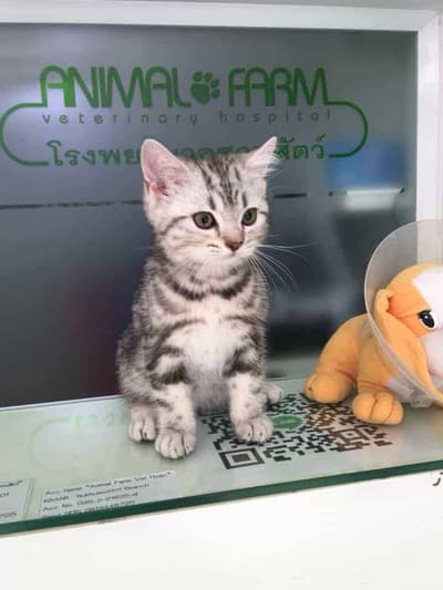 Animal Farm Veterinary Hospital (โรงพยาบาลสวนสัตว์) 6
