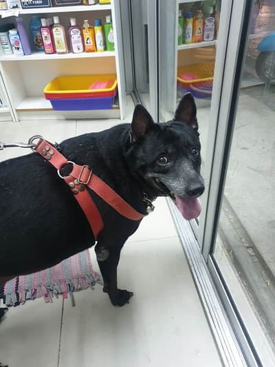 Pralong Vet Clinic (คลินิกประลองรักษ์สัตว์) 6