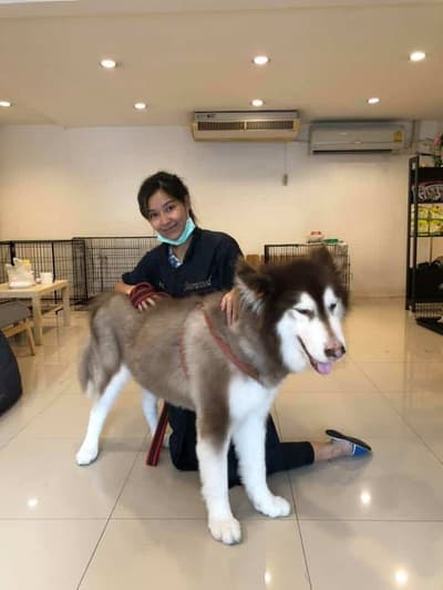 Dog Village (Grooming&Hotel) 6