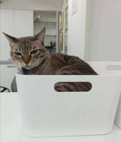 โรงพยาบาลสัตว์สุขุมวิท 49 (Sukhumvit 49 Veterinary Hospital) 7