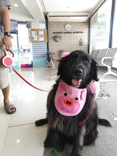 โรงพยาบาลสัตว์ปากเกร็ด Pakkret Animal Hospital 4