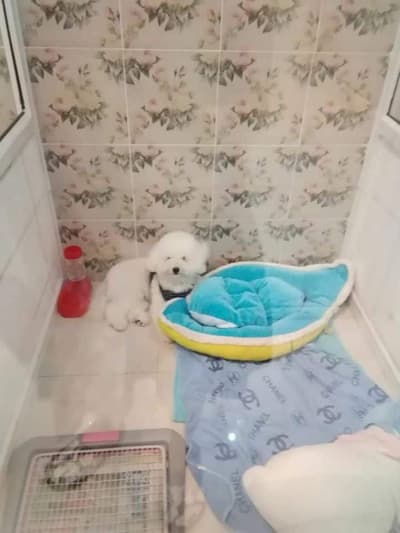 The living dog hotel (อินทามระ 47) 8