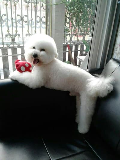 The living dog hotel (อินทามระ 47) 9