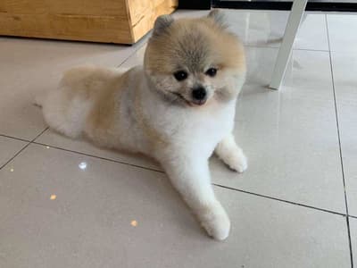 J.P. Animal Hospital (โรงพยาบาลสัตว์จตุรวิทย์) 2