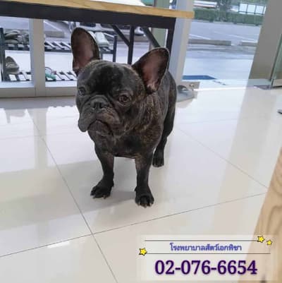 โรงพยาบาลสัตว์เอกพิชา (Eakpicha Pet Hotpital) 5