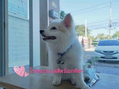 โรงพยาบาลสัตว์เอกพิชา (Eakpicha Pet Hotpital) 7