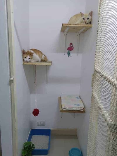 โรงพยาบาลสัตว์เอกพิชา (Eakpicha Pet Hotpital) 8