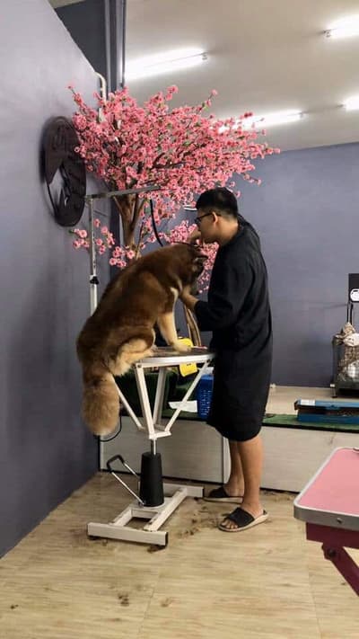 Mr.Dobby Grooming & Spa (พระราม 5 ราชพฤกษ์) 1
