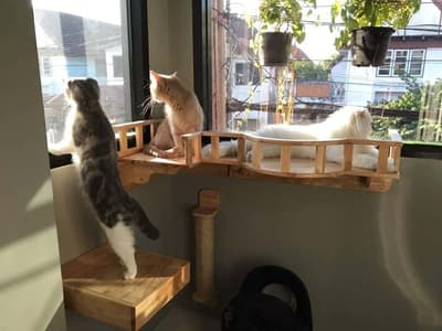 Nhamaew Cat Hotel (โรงแรมแมว หน้าแมว) 4