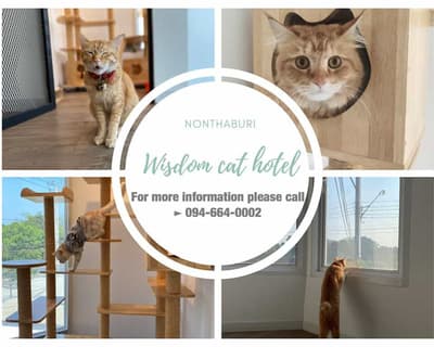 โรงพยาบาลสัตว์เดอะวิสดอม The Wisdom Animal Hospital 6