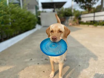 โรงพยาบาลสัตว์เดอะวิสดอม The Wisdom Animal Hospital 7