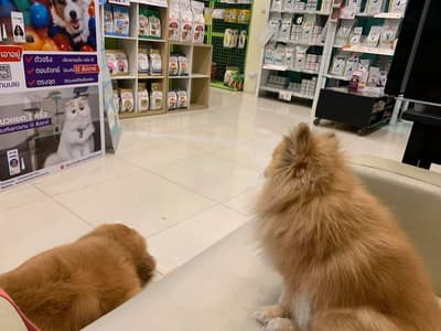 โรงพยาบาลสัตว์หมอเกษตร (สาขาพุทธมณฑลสาย4) 1