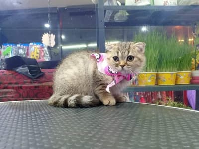 Rak Nong Grooming & Pet Shop (รักน้อง กรูมมิ่ง แอนด์ เพ็ทช้อป) 4