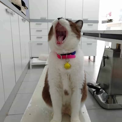 โรงพยาบาลสัตว์สุขุมวิท 49 (Sukhumvit 49 Veterinary Hospital) 8