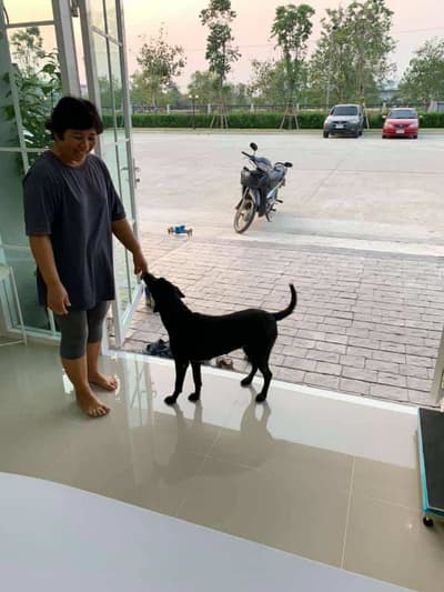 Pet Buddies Clinic (คลินิกเพ็ทบัดดี้รักษาสัตว์) 2