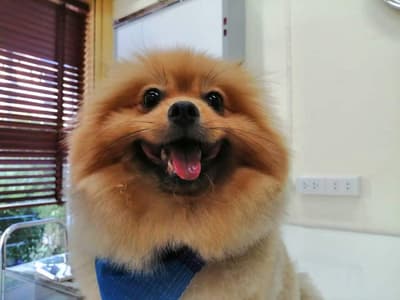 Sawasdee Animal Hospital (โรงพยาบาลสัตว์สวัสดี) 2