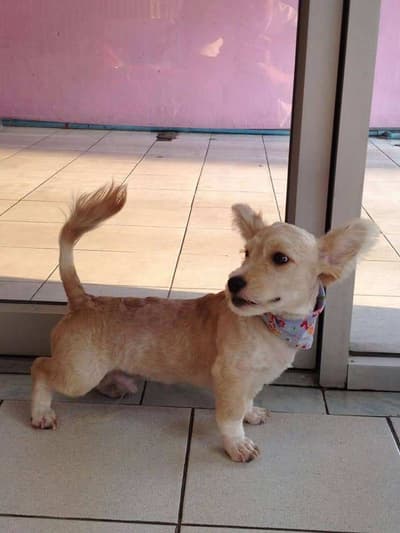 Thaphra Animal Hospital (โรงพยาบาลสัตว์ท่าพระ) 4