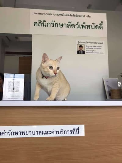 Pet Buddies Clinic (คลินิกเพ็ทบัดดี้รักษาสัตว์) 3