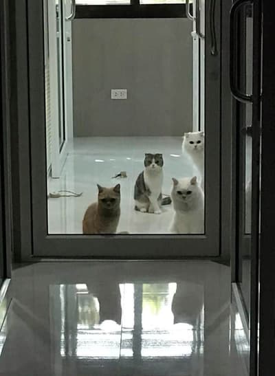 Nhamaew Cat Hotel (โรงแรมแมว หน้าแมว) 9