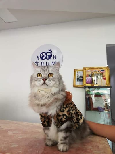 Boonthum Animal Hospital (โรงพยาบาลสัตว์บุญธรรม) 3