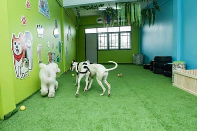 โรงพยาบาลสัตว์ปากเกร็ด Pakkret Animal Hospital 7