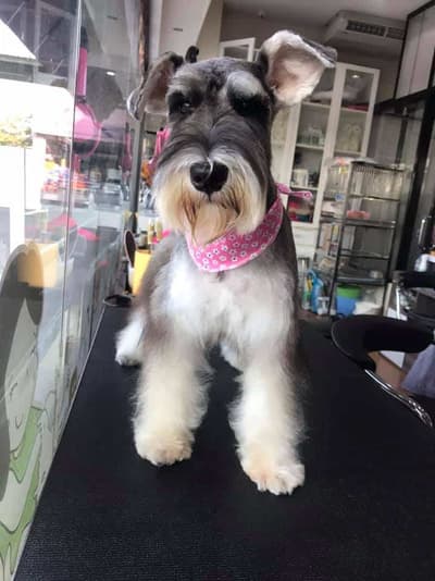 Darling Dogs (ศาลายา) 7