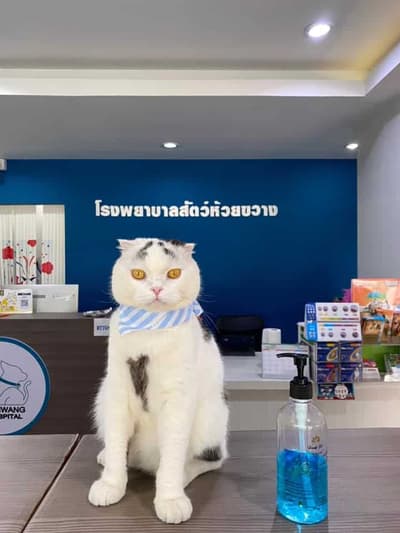 Huaikhwang Pet Hospital (โรงพยาบาลสัตว์ห้วยขวาง) 6