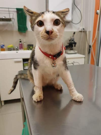 Pralong Vet Clinic (คลินิกประลองรักษ์สัตว์) 7