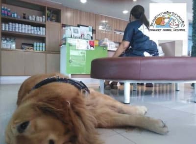 โรงพยาบาลสัตว์ปากเกร็ด Pakkret Animal Hospital 1