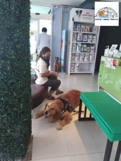 โรงพยาบาลสัตว์ปากเกร็ด Pakkret Animal Hospital 8