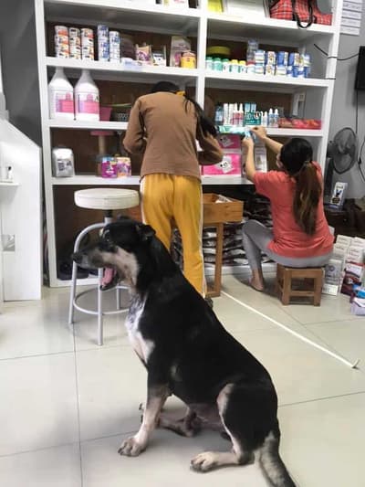 Vet Care Animal Hospital (โรงพยาบาลสัตว์เวทแคร์) 4