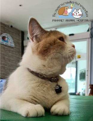 โรงพยาบาลสัตว์ปากเกร็ด Pakkret Animal Hospital 9