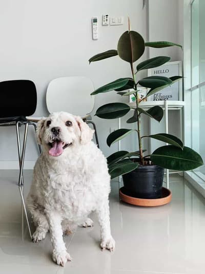 Pet Buddies Clinic (คลินิกเพ็ทบัดดี้รักษาสัตว์) 5