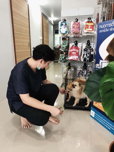 Pet Buddies Clinic (คลินิกเพ็ทบัดดี้รักษาสัตว์) 6