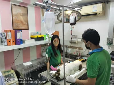 โรงพยาบาลสัตว์ปากเกร็ด Pakkret Animal Hospital 2