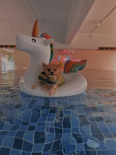 BokBokDog Club (ทาวน์อินทาวน์) 5