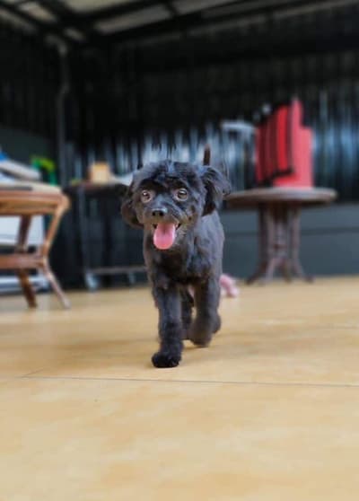 The Adoptable Puppy Cafe (คาเฟ่น้องหมาหาบ้าน) 9