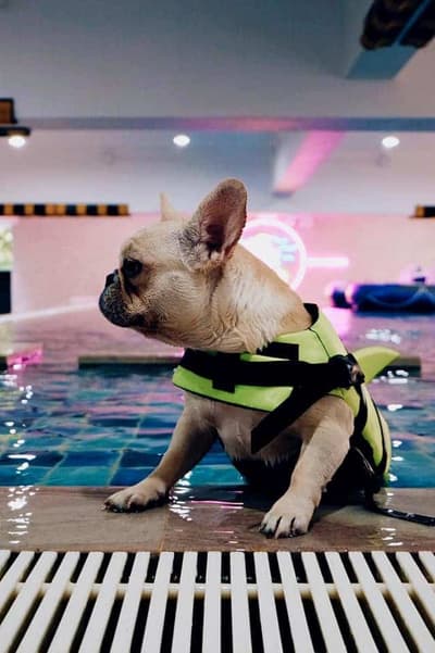 BokBokDog Club (ทาวน์อินทาวน์) 8