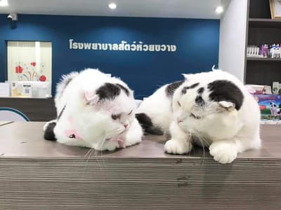 Huaikhwang Pet Hospital (โรงพยาบาลสัตว์ห้วยขวาง) 8