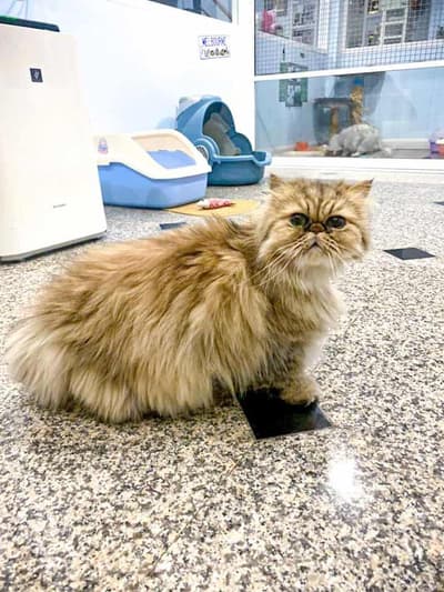 Pet Zone Clinic & Hotel (เพ็ทโซนรักษาสัตว์ และโรงแรมสัตว์เลี้ยง) 7
