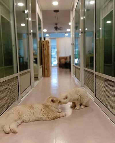 Happy Land Cat Hotel (บางกะปิ) 7